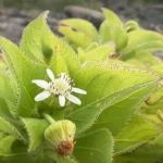 Cientistas descobriram que a evolução se repete nas Ilhas Galápagos