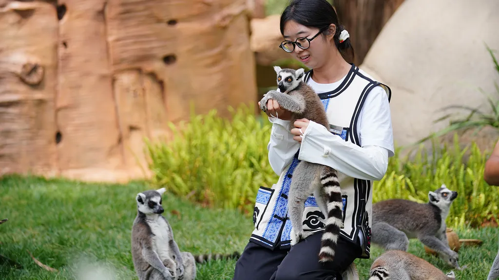 Um guia de vida selvagem apresenta vários lêmures-de-cauda-anelada aos visitantes do Parque de Vida Selvagem de Yunnan, em Kunming, China, em 10 de julho de 2026. Esses lêmures não participaram do estudo, mas, em geral, as interações com humanos podem ser prejudiciais ao bem-estar geral dos animais.