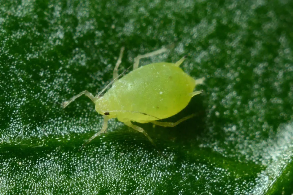 Pulgão
