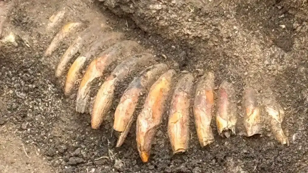 Arqueólogos encontraram na Polônia o túmulo da Idade da Pedra de um homem que usava um colar feito de dentes de animais.
