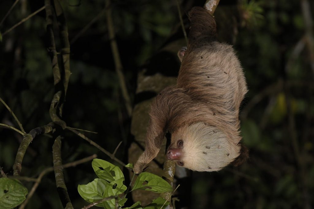 Mariposas pousam na pelagem de uma preguiça-de-dois-dedos-de-Hoffmann na Costa Rica.