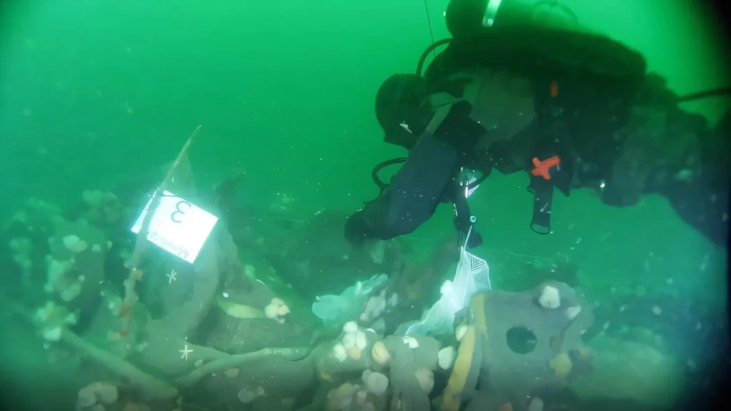 Um mergulhador da Marinha Dinamarquesa coleta mexilhões comuns nos destroços de um submarino alemão da Primeira Guerra Mundial.