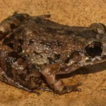 Cientistas descobrem uma nova espécie misteriosa de rã escondida na Amazônia