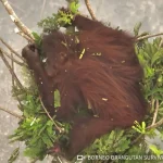 Indonésia liberta oito orangotangos resgatados de incêndios em uma floresta protegida