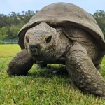Jonathan, a tartaruga, viveu até os 194 anos — agora os cientistas acham que sabem o porquê