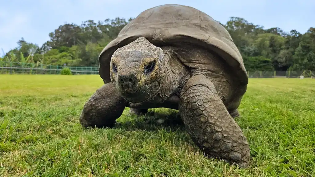 As tartarugas-gigantes-de-aldabra podem viver até os 90 anos, mas Jonathan viveu um século a mais do que isso.
