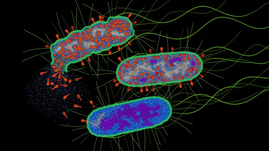Bacteriófago (vermelho) infectando e matando E. coli (azul) em três estágios.
