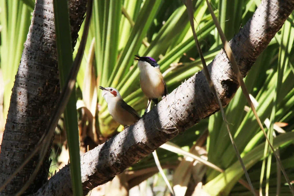Casal de rouxinóis-fada em reprodução cooperativa na savana tropical australiana.