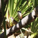 O aumento das temperaturas está associado à perda mais rápida de telômeros em aves selvagens austral...