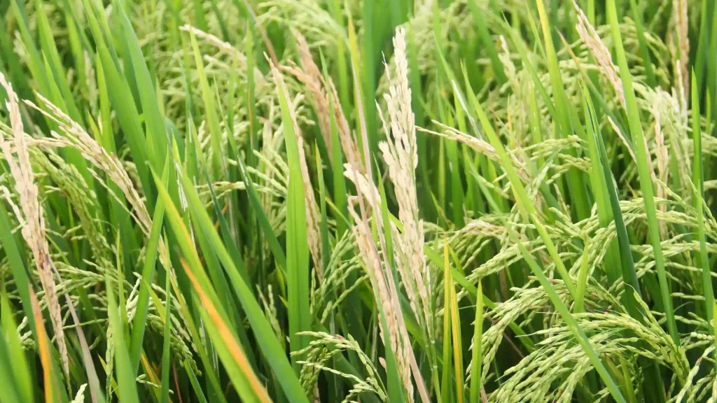 Cientistas descobriram uma maneira promissora de desenvolver culturas super-resistentes contra um fungo devastador que ameaça o abastecimento global de alimentos.
