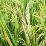 Um fungo está ameaçando o abastecimento mundial de alimentos