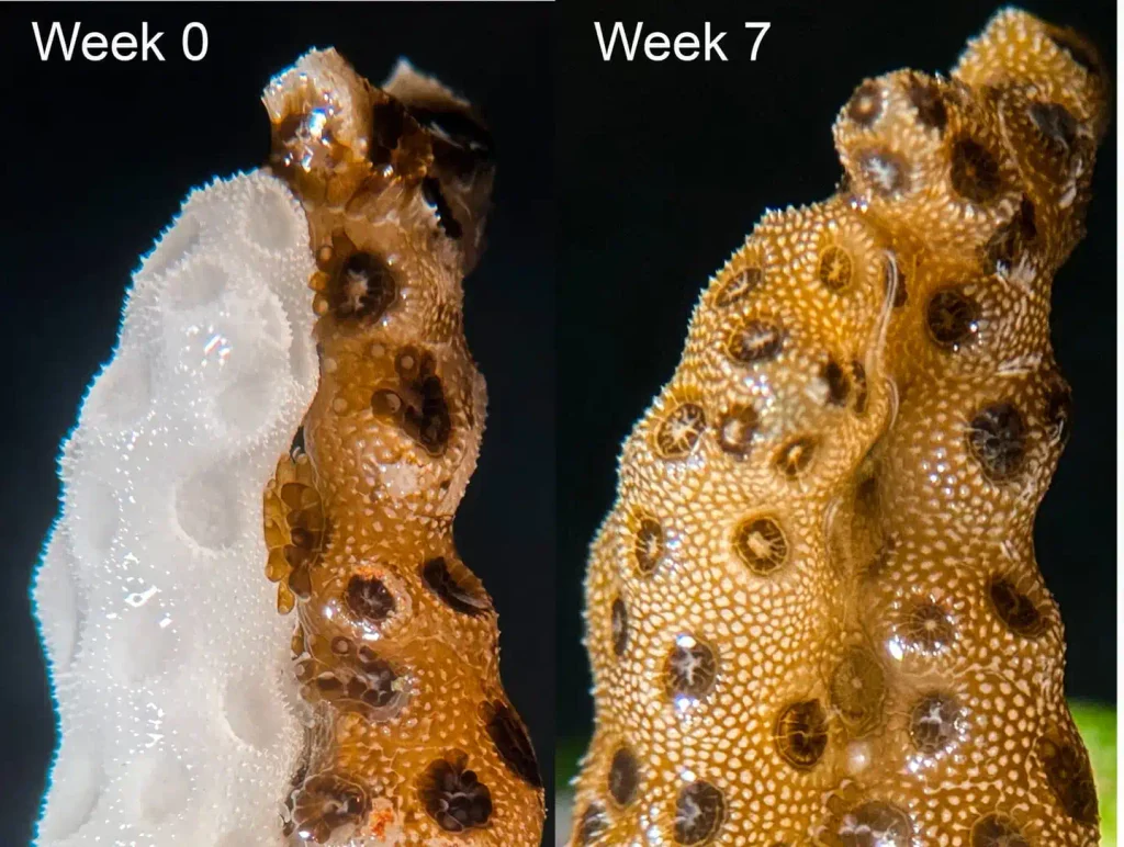 Em laboratório, pesquisadores demonstraram que os corais podem se recuperar totalmente do branqueamento em até sete semanas por meio de um breve contato com corais saudáveis.