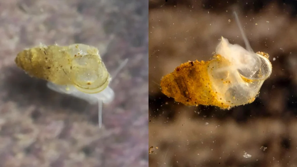 Habitats naturais de Erhaia dijiang. 
