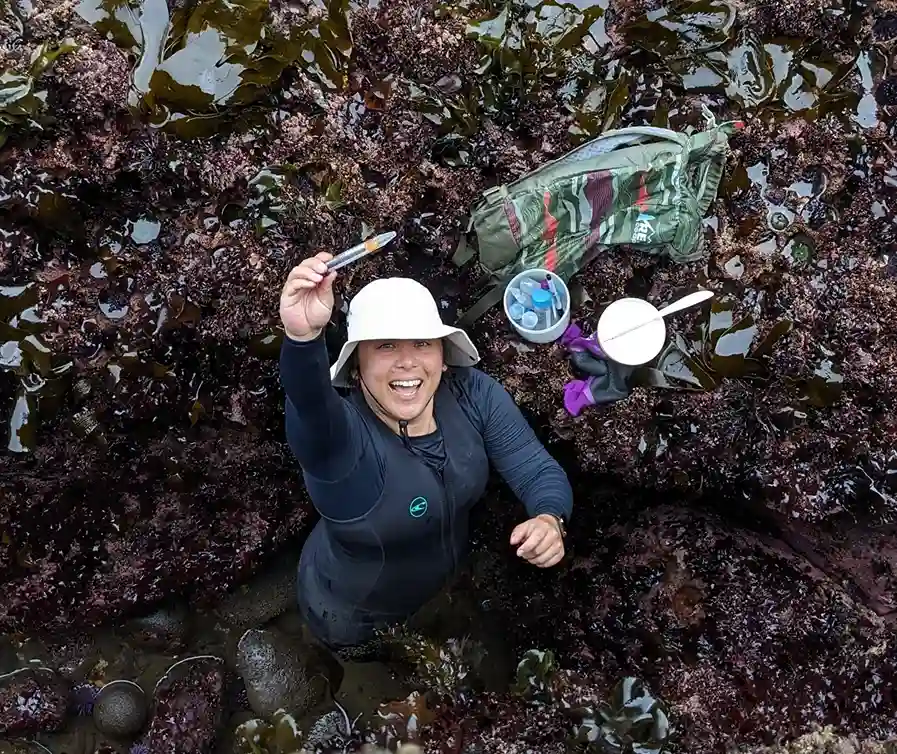 Nicole Nakata, ex-aluna de doutorado, coleta amostras de larvas de plâncton na zona entre-marés de Middle Cove, no Parque Estadual de Cape Arago, perto de Coos Bay, Oregon.
