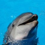 Grupos de conservação ambiental estão alarmados com a morte de mamíferos marinhos na Espanha